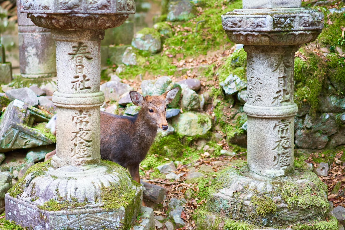 八月在神戶~山景海景溫泉一次享受~還能在奈良與鹿共遊