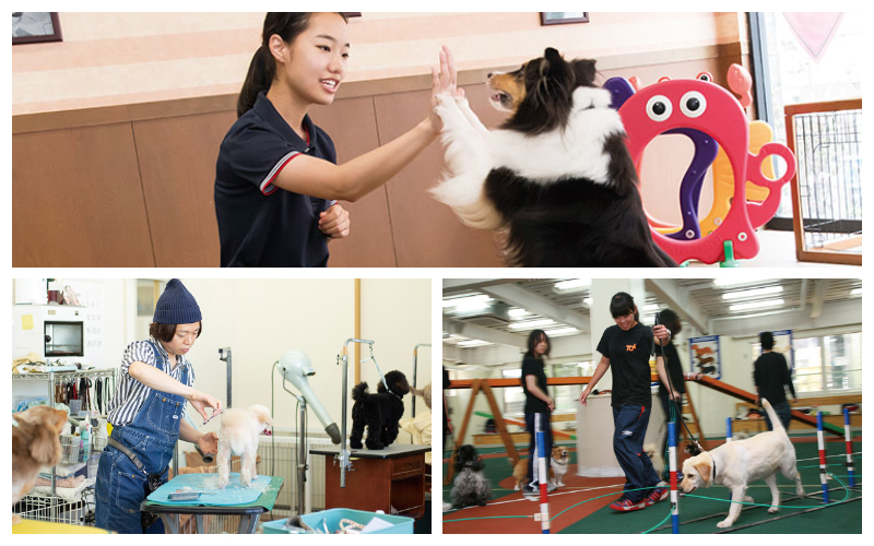 東京ECO動物海洋專門學校